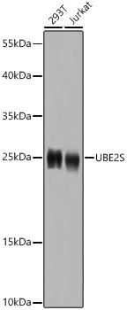 UBE2S Rabbit pAb