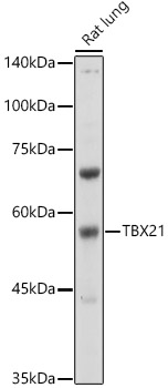 TBX21 Rabbit pAb