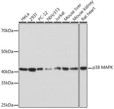 [KO Validated] p38 MAPK Rabbit mAb