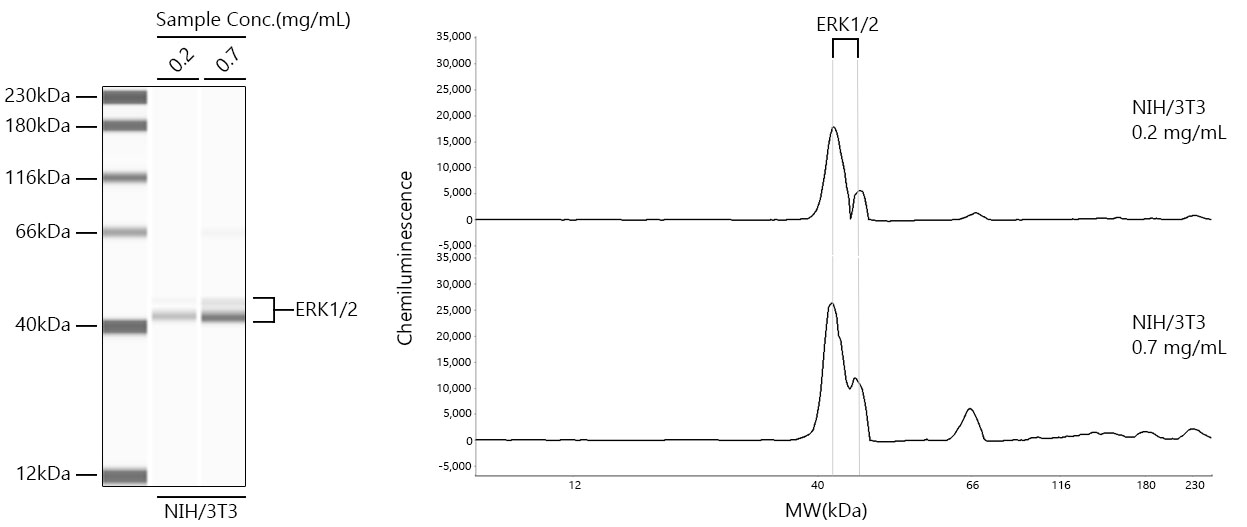 ERK1/2 Rabbit mAb