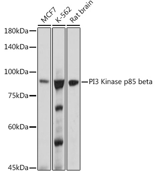 PI3 Kinase p85 beta Rabbit mAb