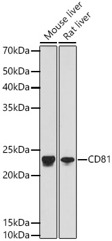 CD81 Rabbit mAb