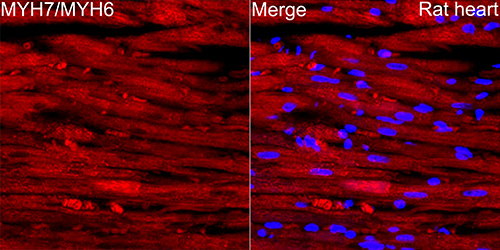 Myosin heavy chain Rabbit mAb