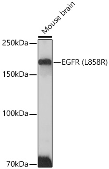 EGFR (L858R) Rabbit mAb