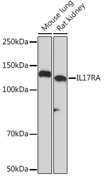 IL17RA Rabbit mAb