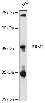 RRM2 Rabbit pAb