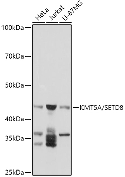 KMT5A/SETD8 Rabbit pAb