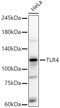 TLR4 Rabbit pAb