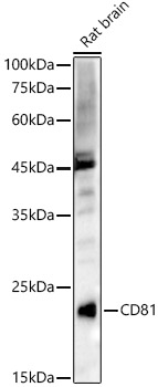 CD81 Rabbit pAb