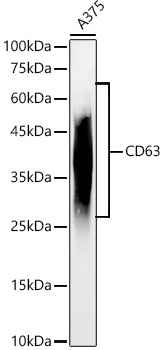 CD63 Rabbit pAb