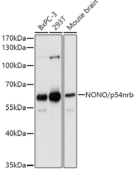 NONO/p54nrb Rabbit pAb