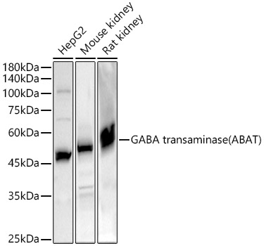 GABA transaminase (ABAT) Rabbit pAb