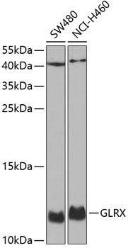 GLRX Rabbit pAb