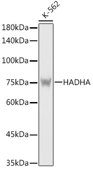 [KO Validated] HADHA Rabbit pAb