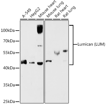 Lumican (LUM) Rabbit pAb