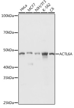 ACTL6A Rabbit pAb