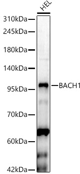 BACH1 Rabbit pAb