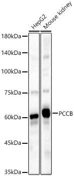 PCCB Rabbit pAb