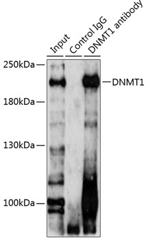 DNMT1 Rabbit pAb