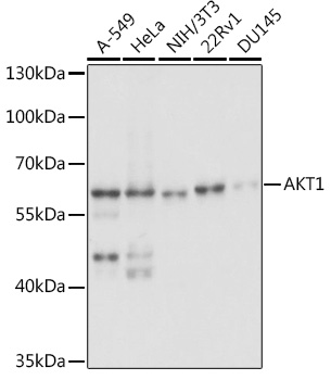 AKT1 Rabbit pAb