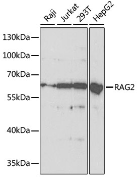 [KO Validated] RAG2 Rabbit pAb