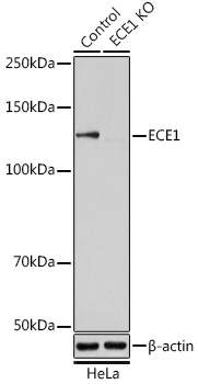 [KO Validated] ECE1 Rabbit pAb