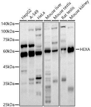 HEXA Rabbit pAb