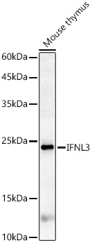 IFNL3 Rabbit pAb