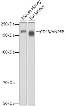 CD13/ANPEP Rabbit pAb