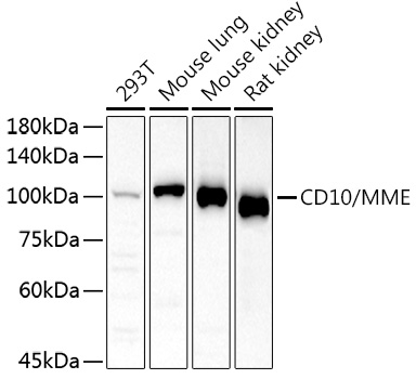 CD10/MME Rabbit pAb