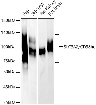 [KD Validated] SLC3A2/CD98hc Rabbit pAb