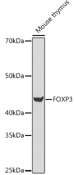 FOXP3 Rabbit pAb