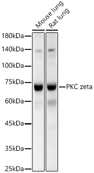 PKC zeta Rabbit pAb