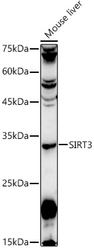 [KO Validated] SIRT3 Rabbit pAb