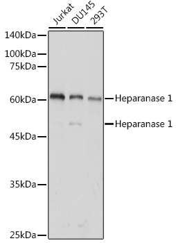 Heparanase 1 Rabbit pAb