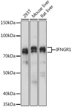 IFNGR1 Rabbit pAb