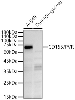 CD155/PVR Rabbit pAb