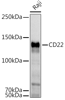 CD22 Rabbit pAb