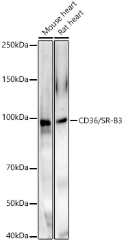 CD36 Rabbit pAb