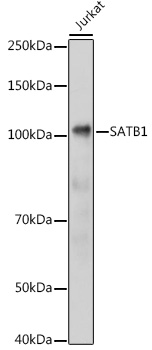 SATB1 Rabbit pAb