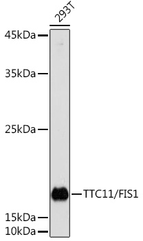 TTC11/FIS1 Rabbit pAb