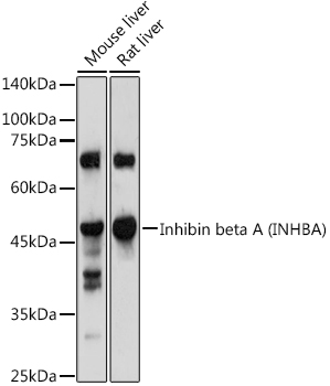 Inhibin beta A (INHBA) Rabbit pAb