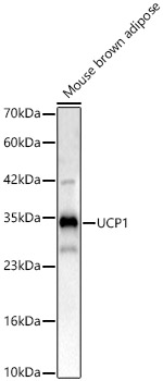 UCP1 Rabbit pAb