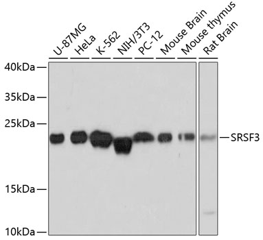 SRSF3 Rabbit pAb