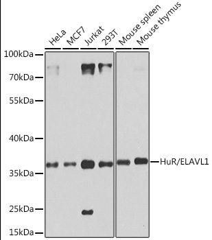 [KO Validated] HuR/ELAVL1 Rabbit pAb