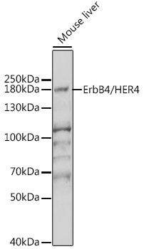 ErbB4/HER4 Rabbit pAb