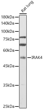 IRAK4 Rabbit pAb