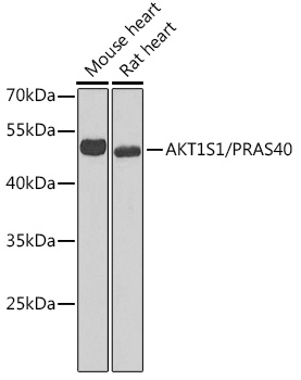 AKT1S1/PRAS40 Rabbit pAb