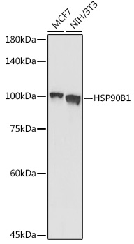 Grp94 Rabbit pAb