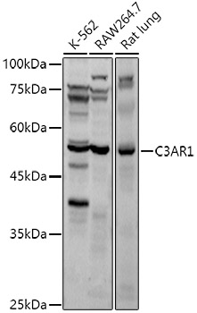 C3AR1 Rabbit pAb